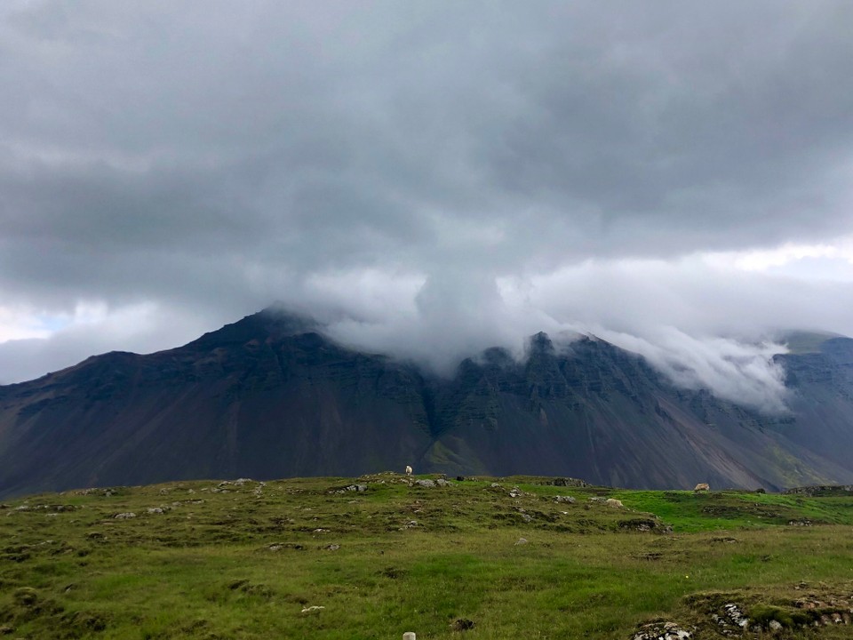 Island - Sveitarfélagið Hornafjörður - So nett. Schaf vor Vestrahorn...