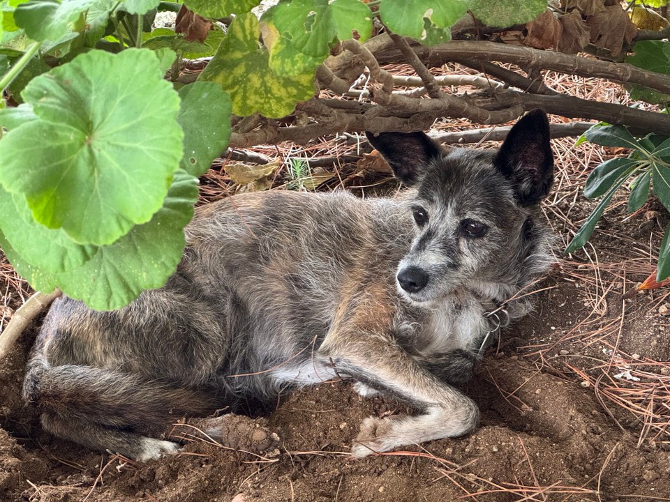 Italien - Portoferraio - Dobbys Lieblingsplatz unter den Geranien