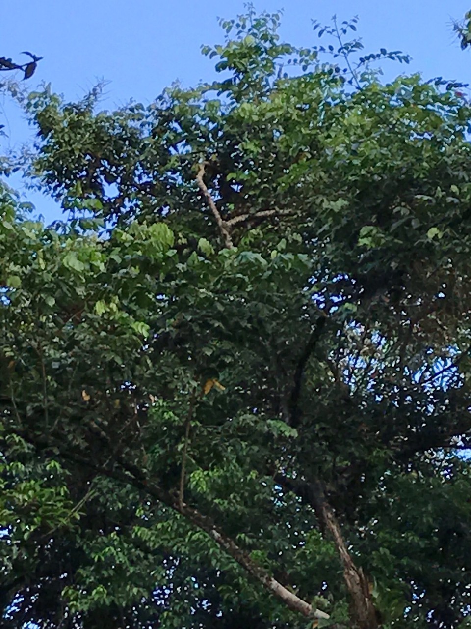 Costa Rica - Sarapiqui - 