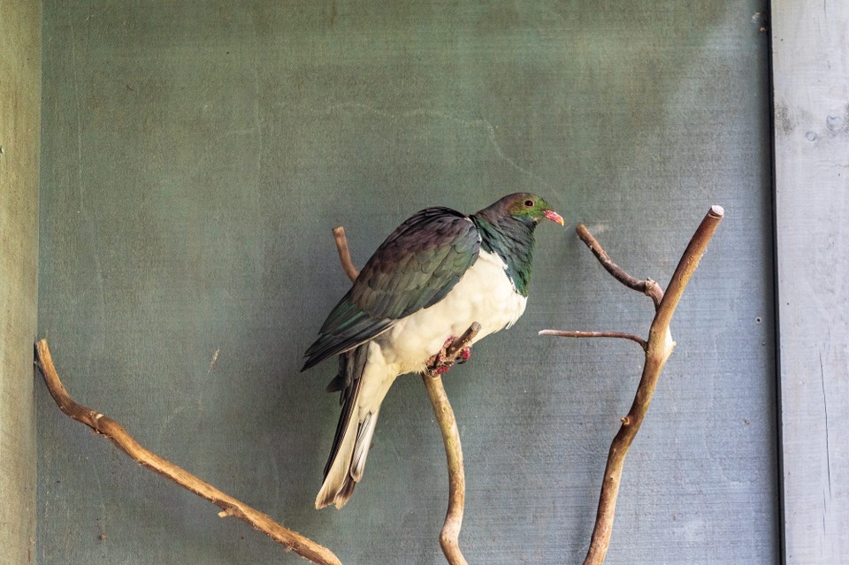 Neuseeland - Waitomo Central - 