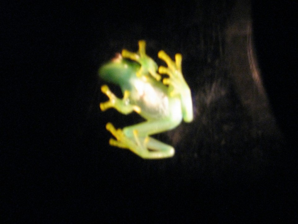 Costa Rica - Monteverde - 