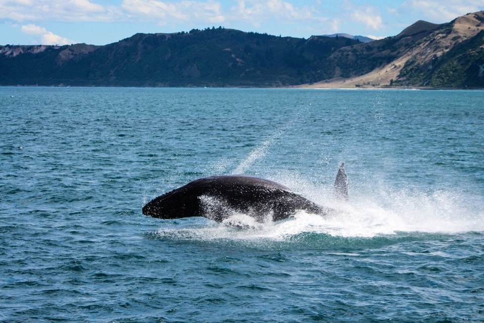 Neuseeland - Kaikoura Peninsula - 