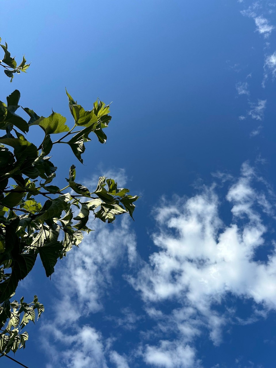 Frankreich - Porto-Vecchio - 