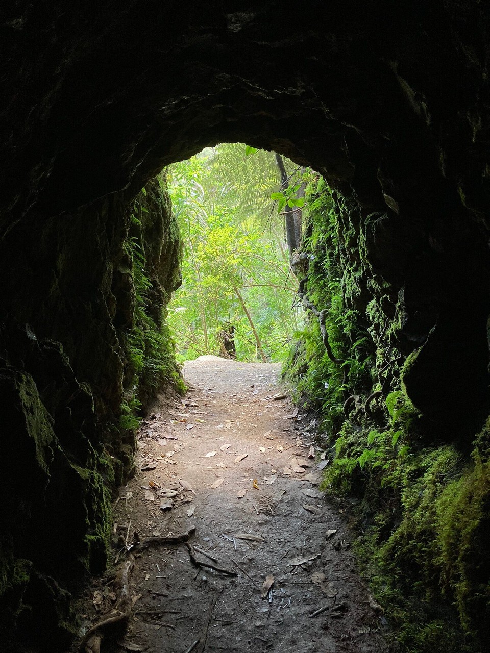 Neuseeland - Coromandel Forest Park - 