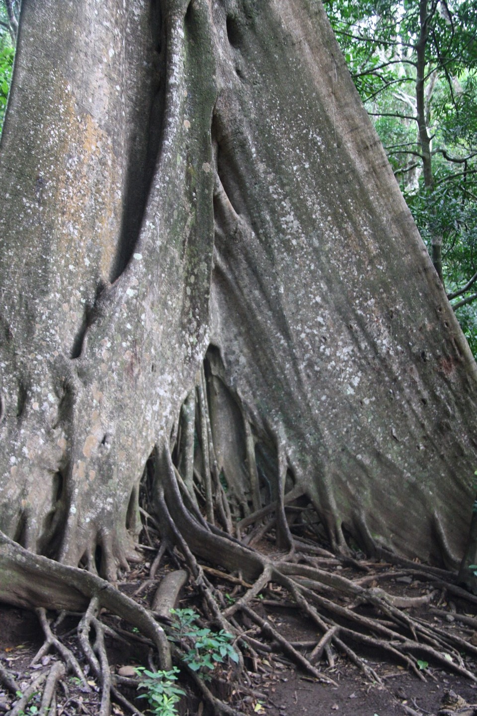 Costa Rica - Liberia - 