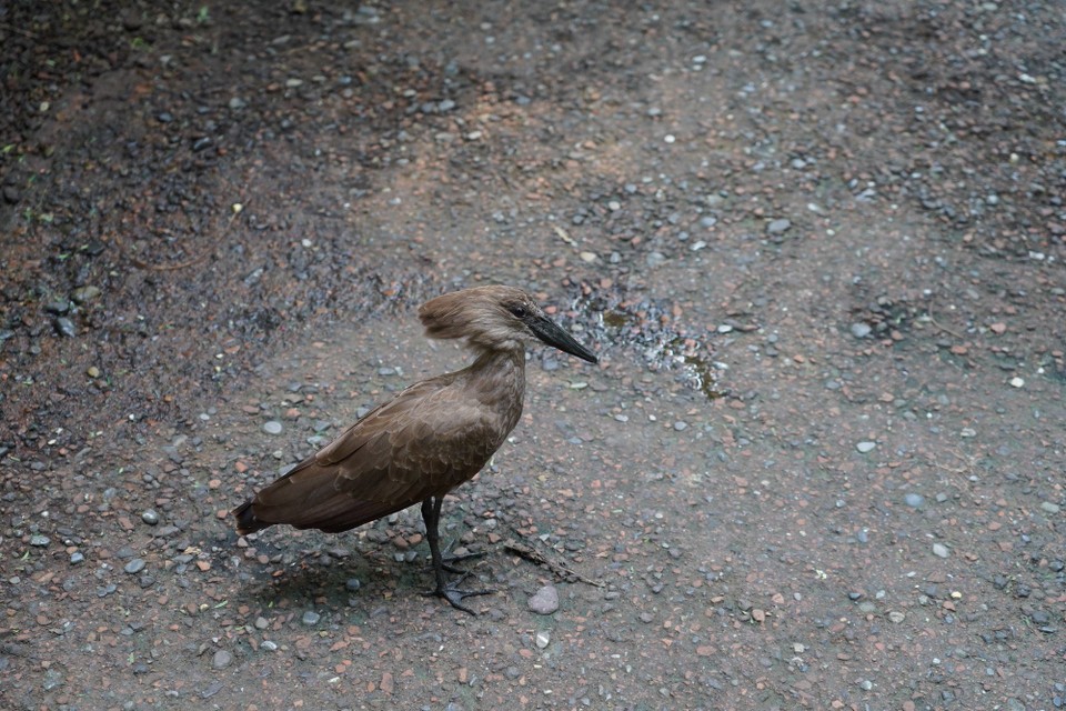 Schweiz - Zürich - An Zuschauer gewöhnt ist er gar nicht scheu