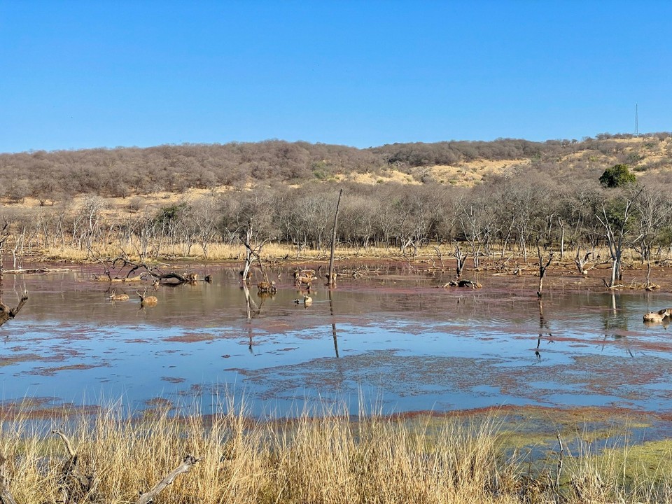 Indien - Ranthambore - 