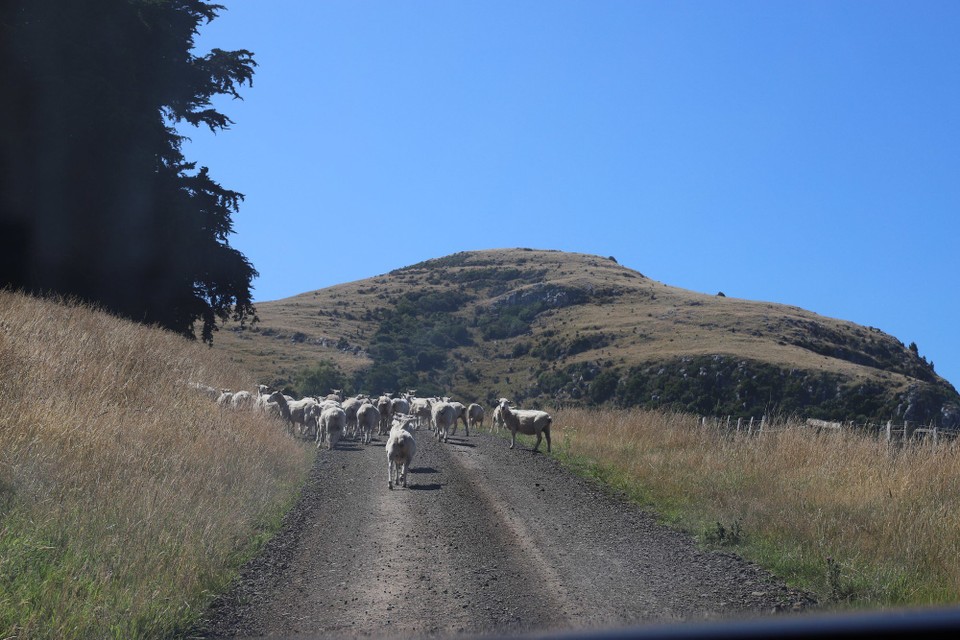 Neuseeland - Akaroa - Kein Durchkommen!