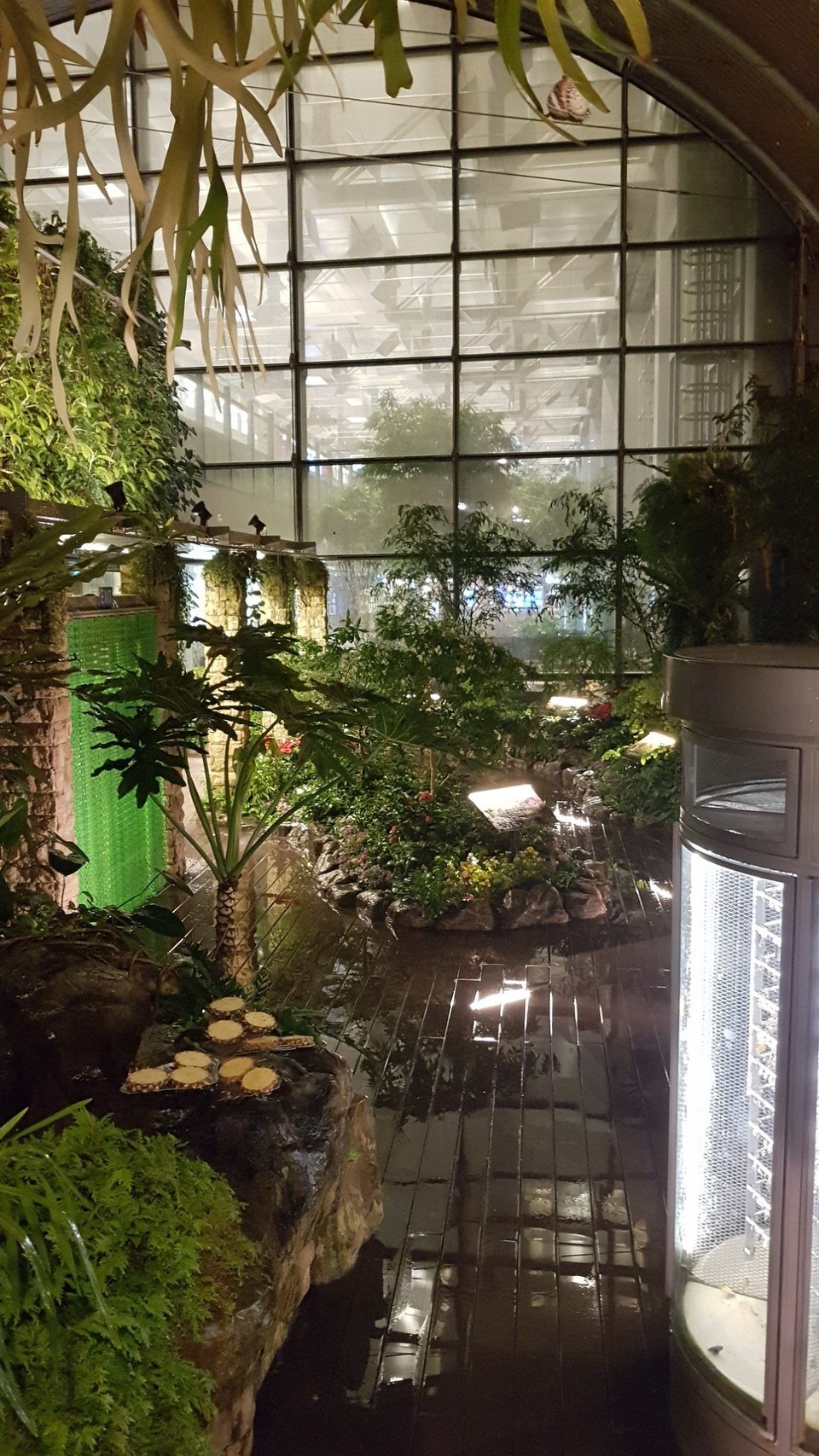 Singapur - Singapore - Butterfly Garden