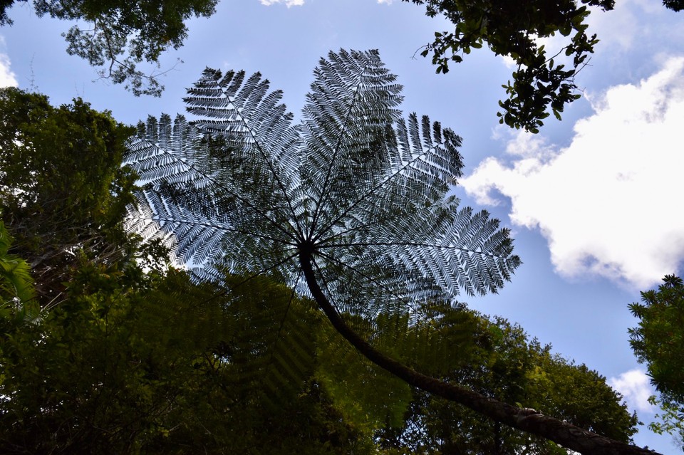 Australien - Kuranda - 