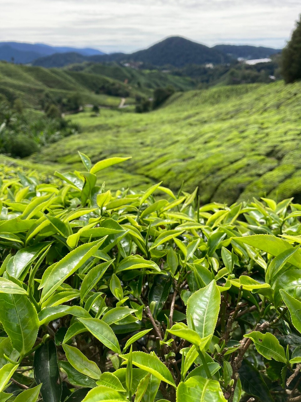 Malaysia - Tanah Rata - 