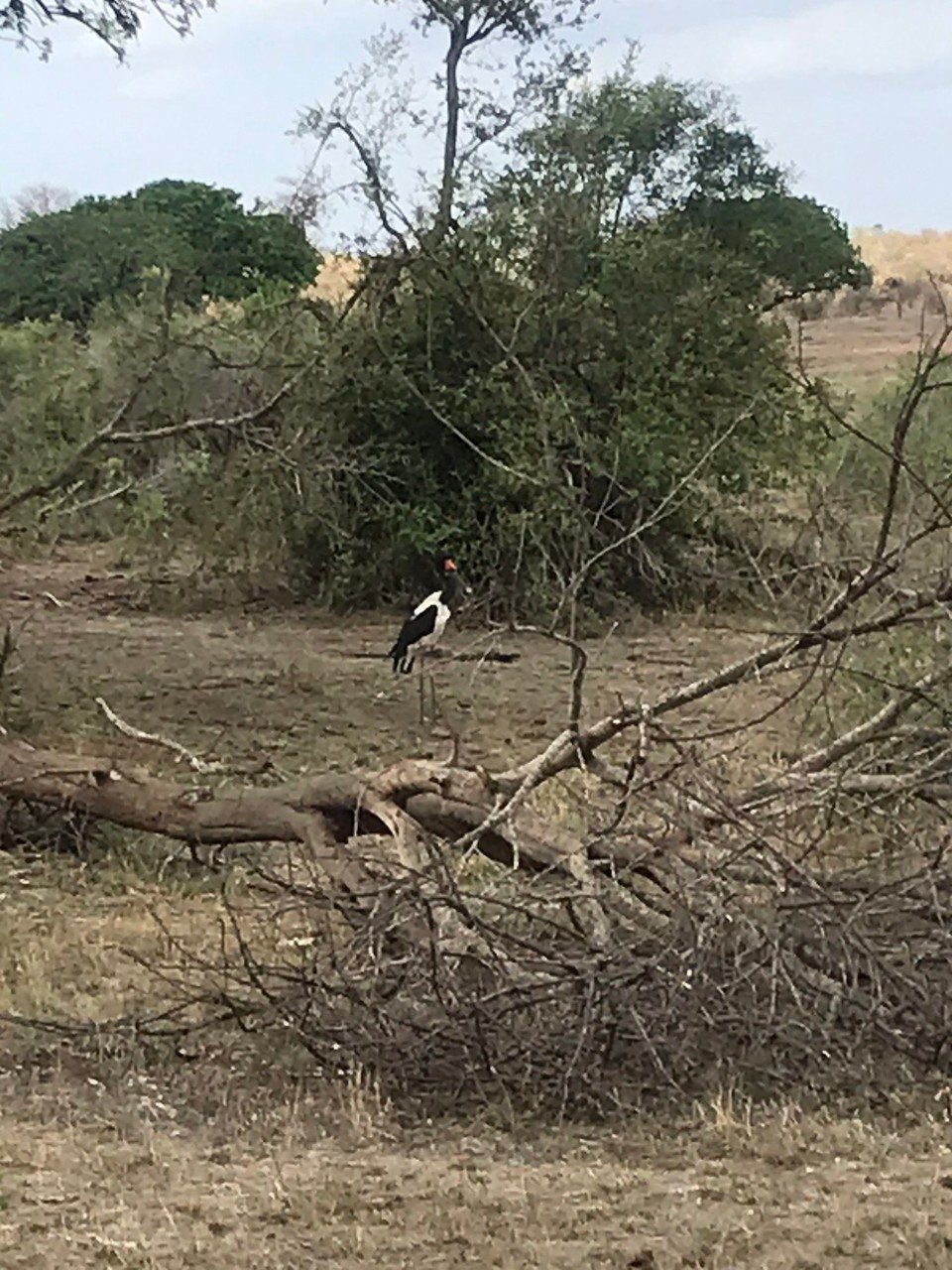 Südafrika -  - 