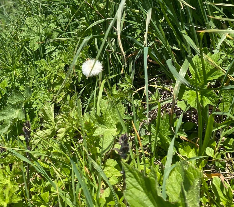 Deutschland - Oberstdorf - Die Natur ist so schön wie eh und früher