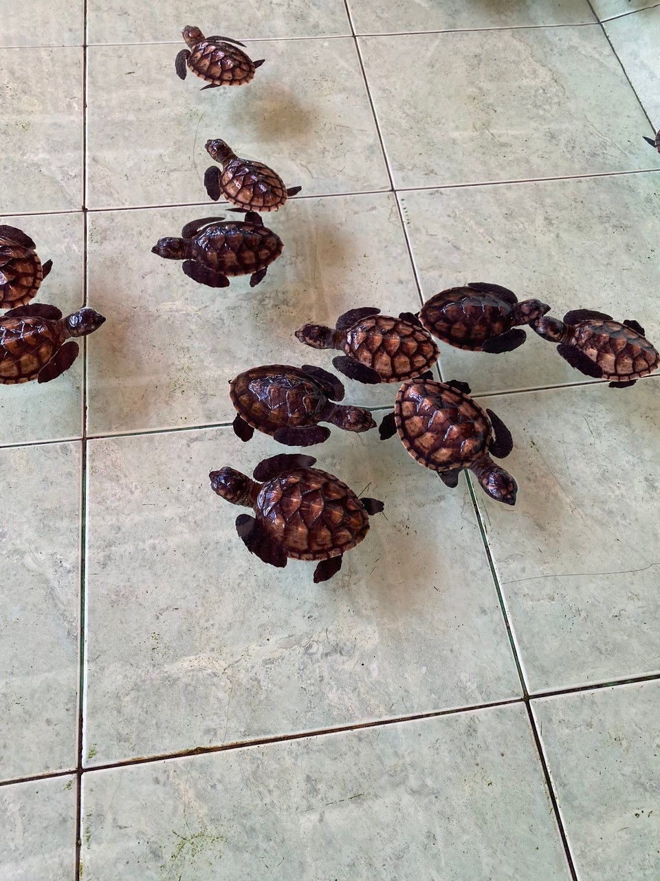 Indonesien - Kabupaten Lombok Utara - Wir haben hier auch eine Schildkröten Aufzucht Station besucht.