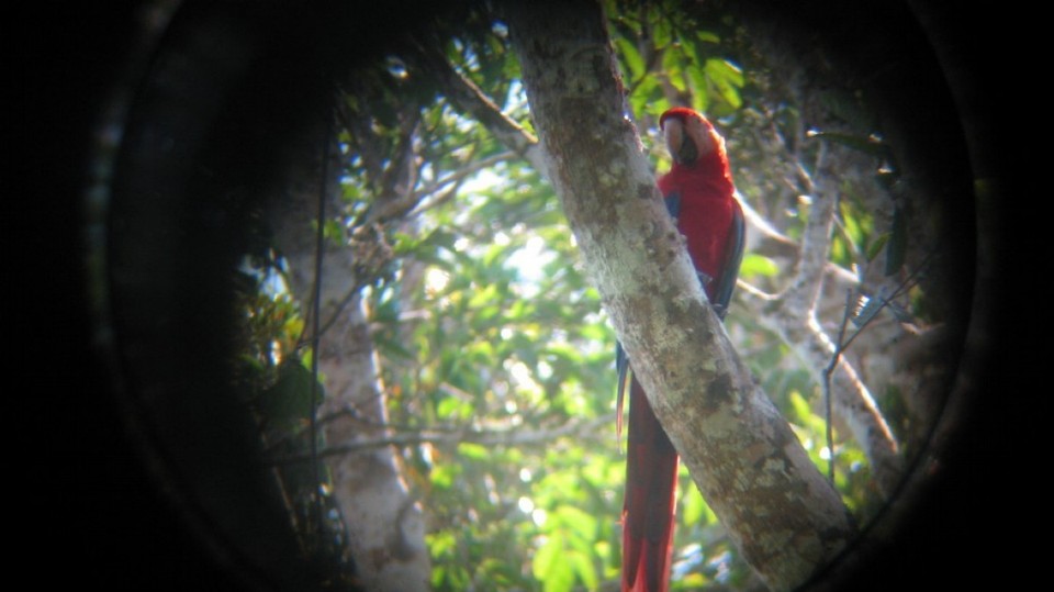 Costa Rica - Jacó - Ein Ara im Nationalpark Carara