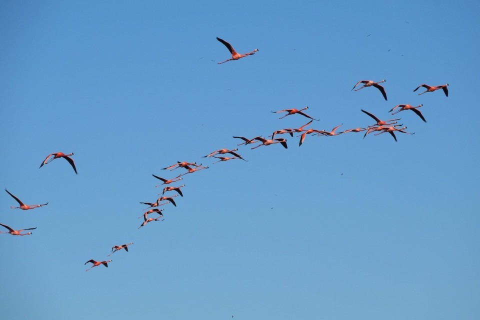 Mexiko - Celestún - Flamingos