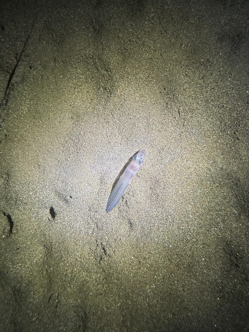 Italien - Porto Azzurro - ….. der sich bei unserem nähern gleich im Sand vergräbt…..