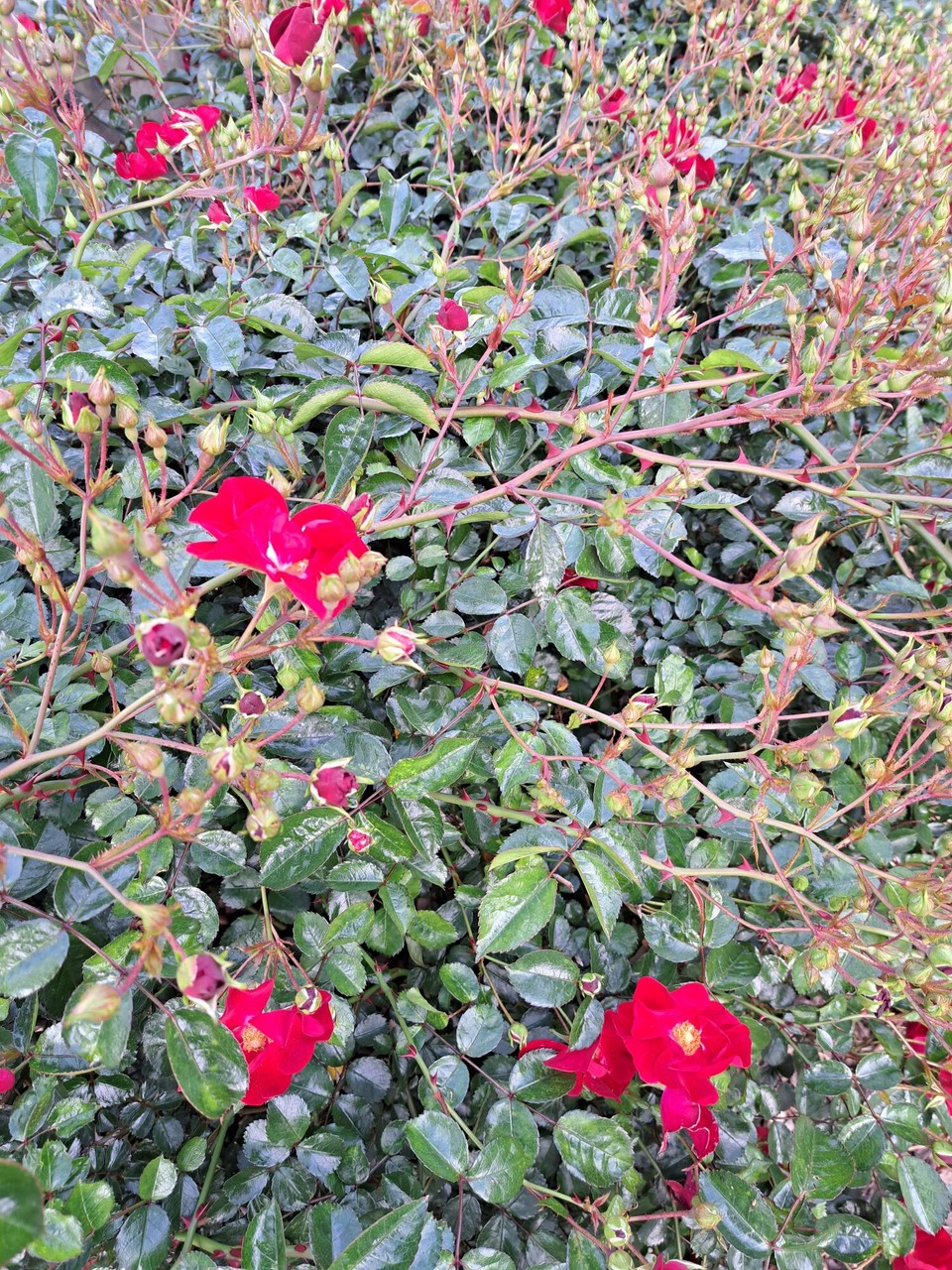 Neuseeland - Hamilton - 