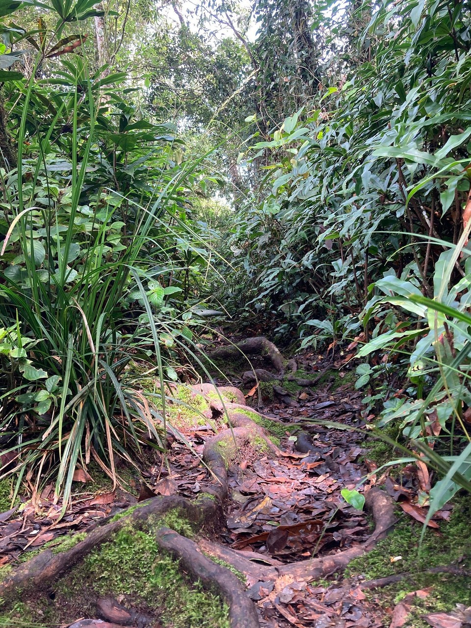 Malaysia - Tanah Rata - Willkommen im Dschungel 🤩