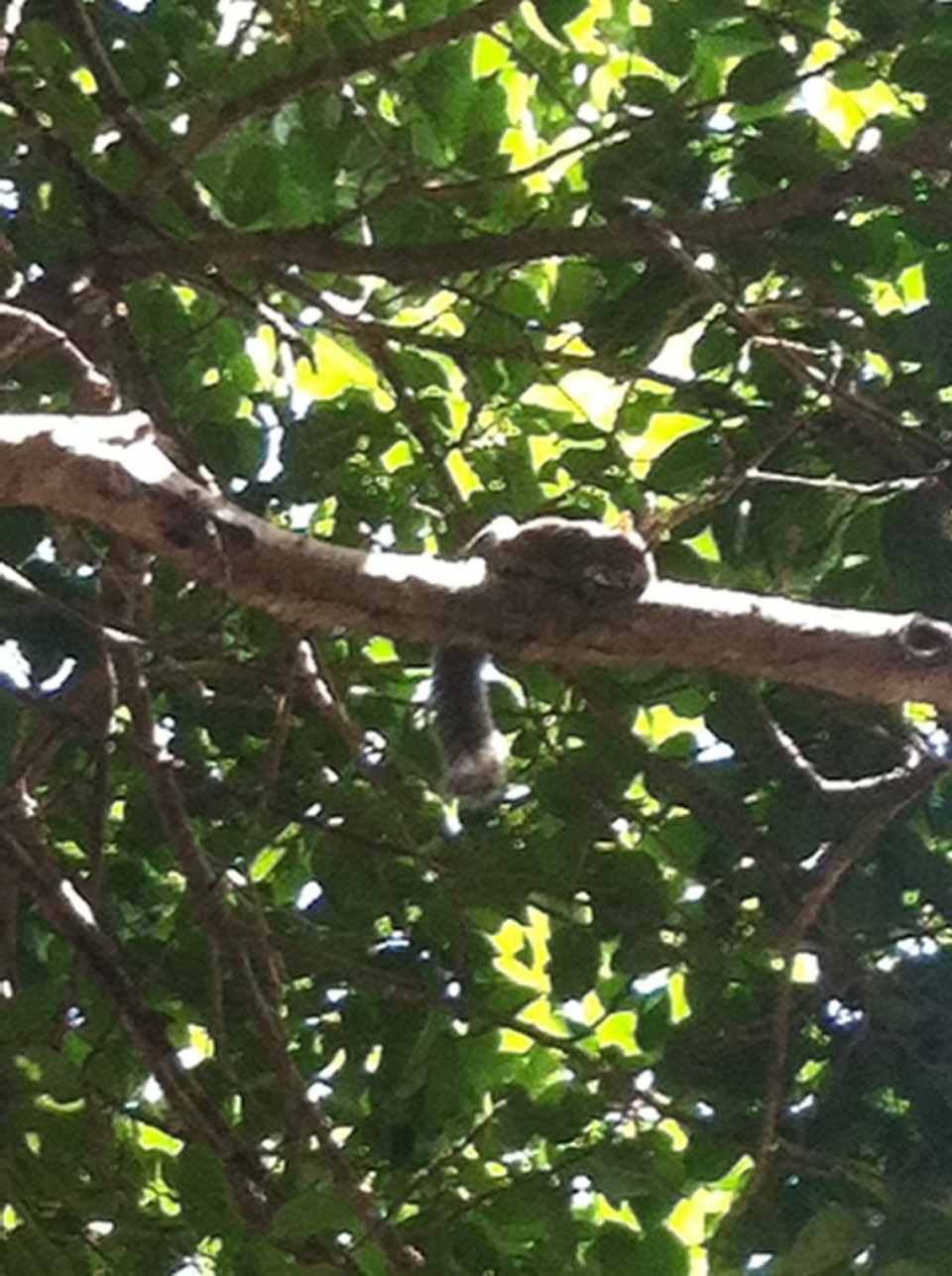 Egyesült Államok - Coral Gables - 