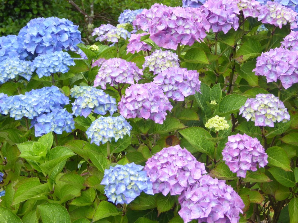 Ireland - Glengarriff - The hydrangeas have perfect conditions here.