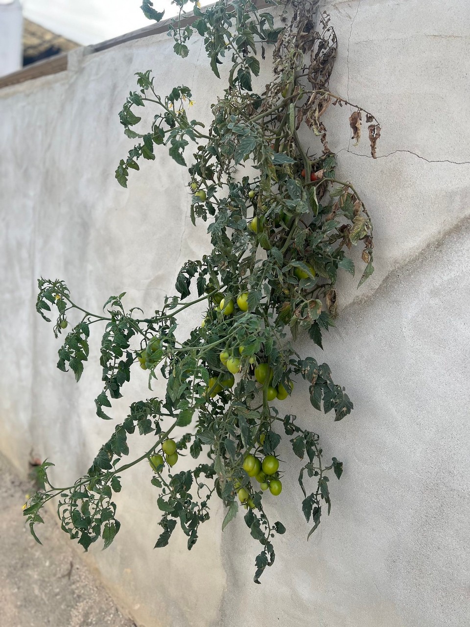 Portugal - Odeceixe - Mauertomaten