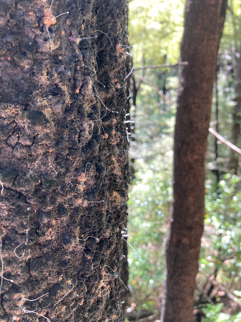 Neuseeland - Picton - Honeydew - süße Tropfen, der Honig für Tiere