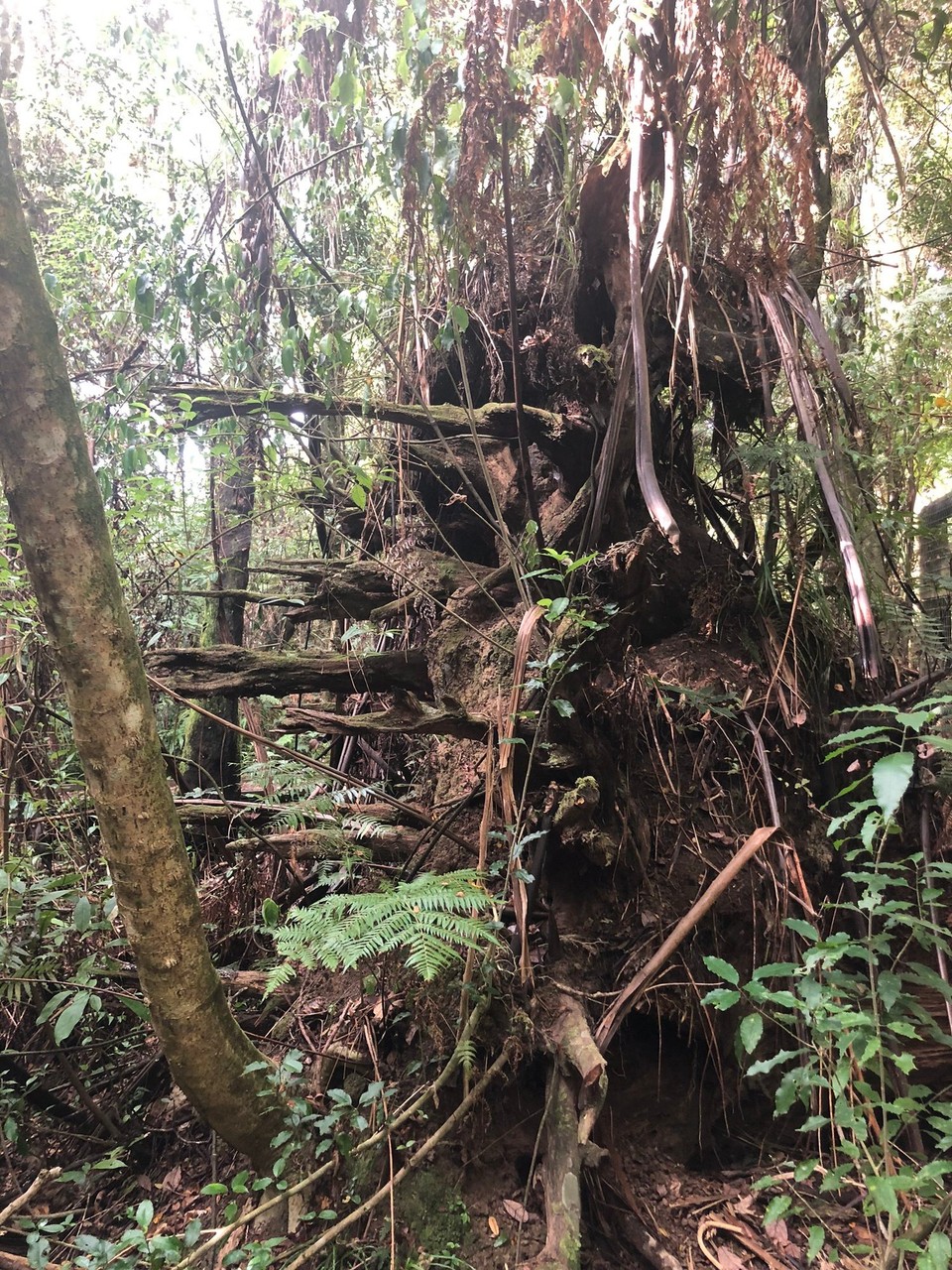 Neuseeland - Kaihu - Kauri Trees sind Flachwurzler. Dieser wurde in einem Sturm 1978 umgeweht. 