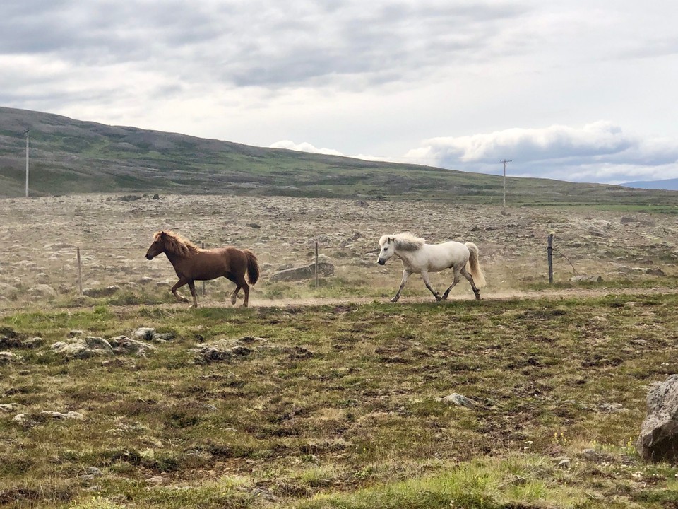 Island - Sveitarfélagið Skagafjörður - Und wie immer bin ich von dieser Vielfalt der Farben sehr beeindruckt... Ich kann mich kaum satt sehen!
