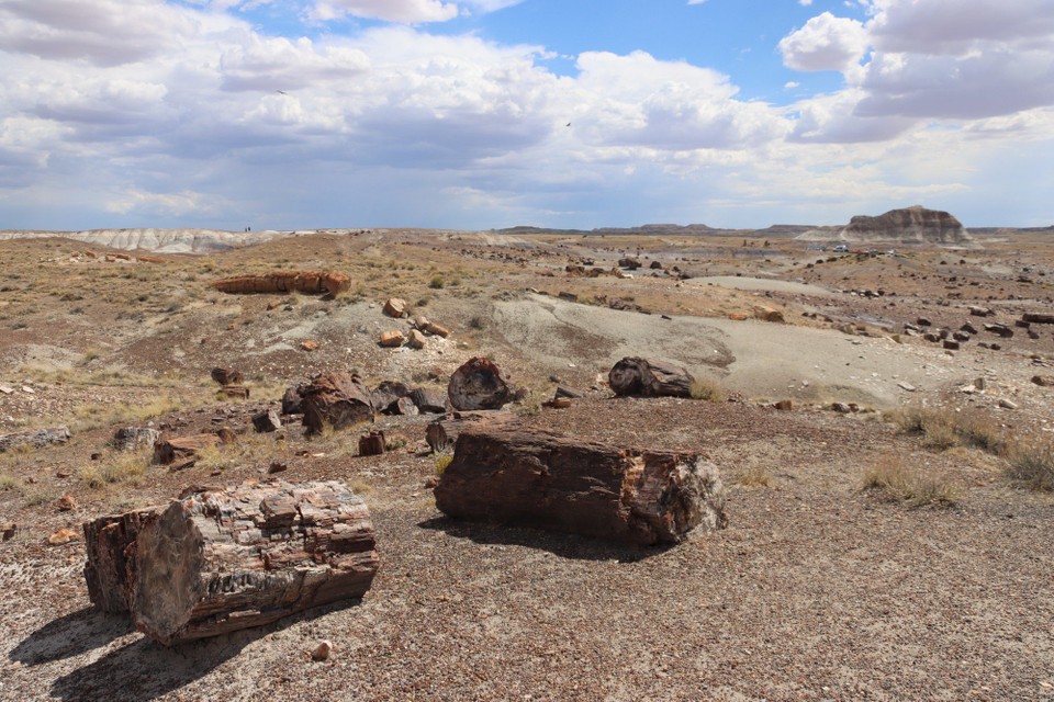 USA - Gallup - Petrified Forest NP