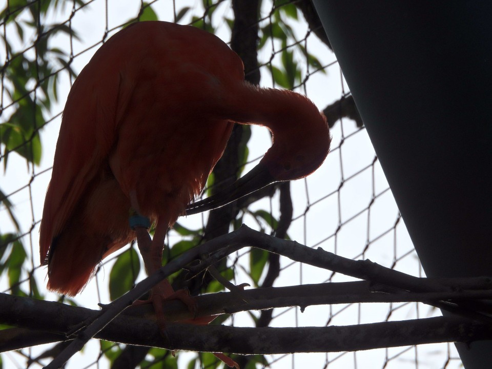 Schweiz - Zürich - Der Rote Ibis, kommt nur noch an der nördlichen Küste Südamerikas vor