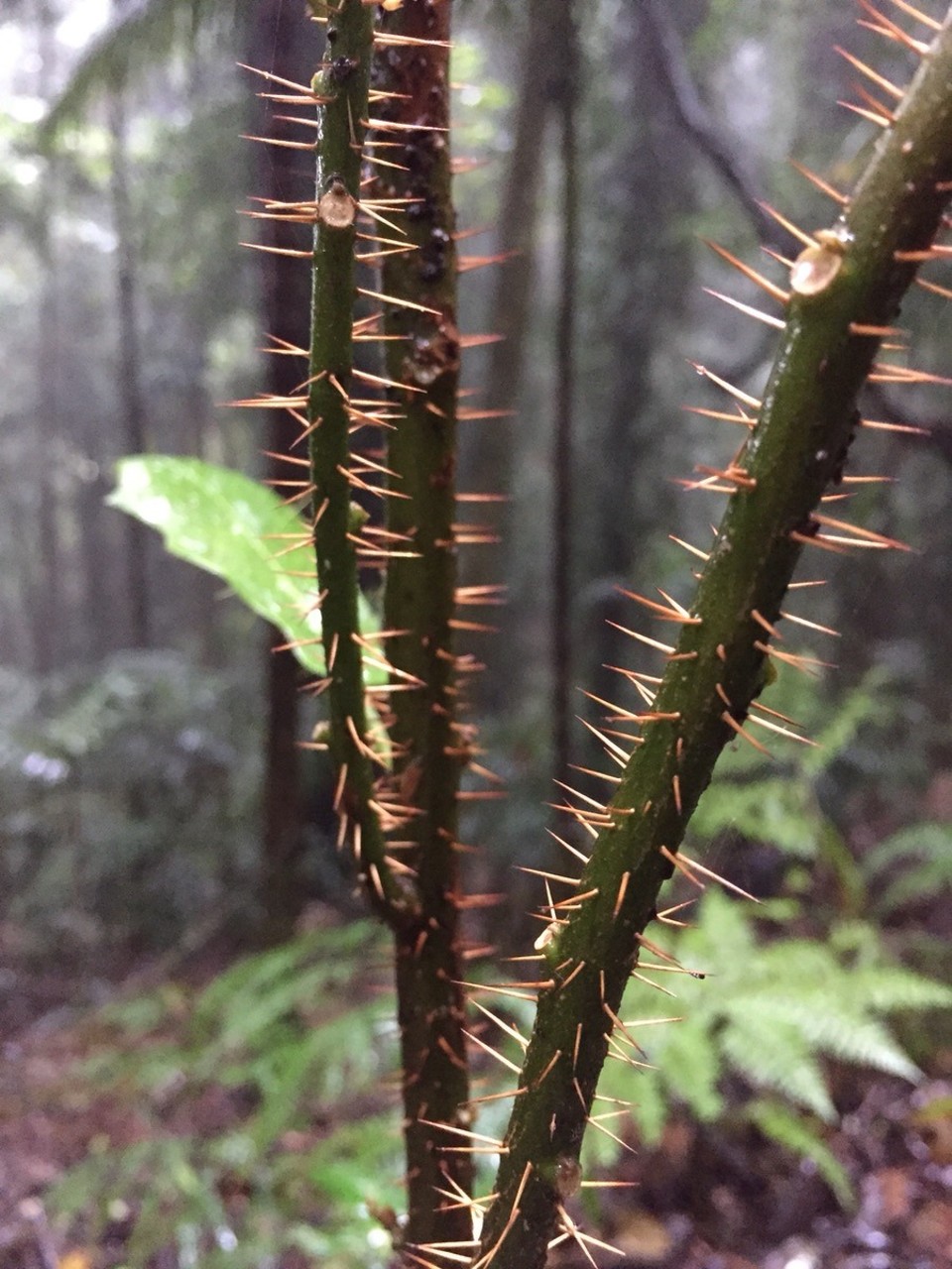  - Australia, Dorrigo Rainforest Centre - 