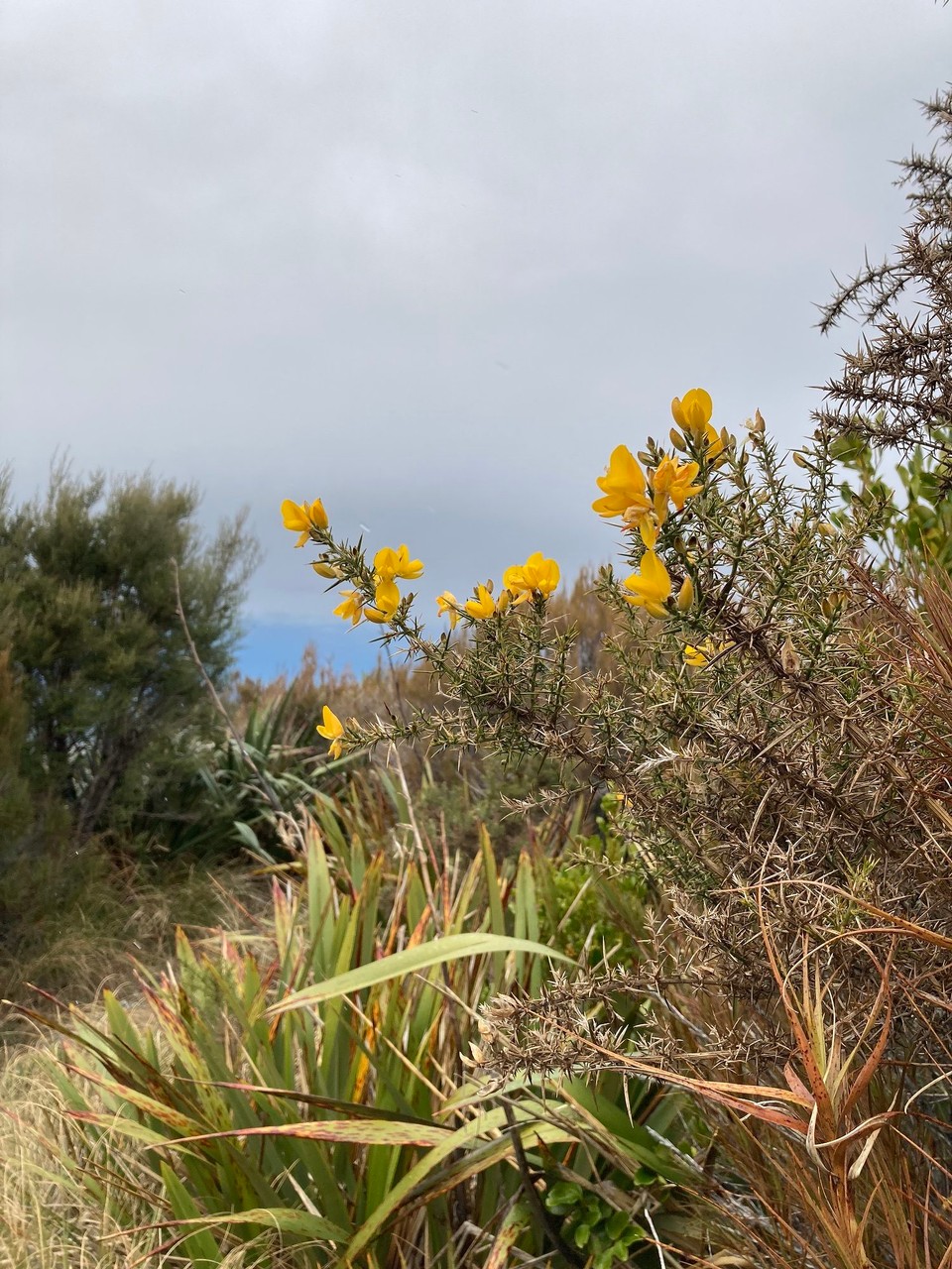 Neuseeland - Mount Peel - 