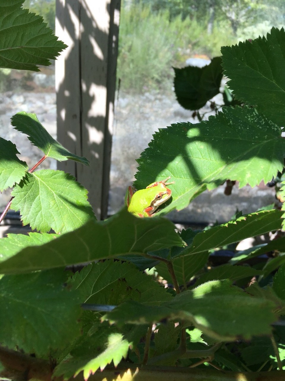 Kanada - Central Saanich - Und beim Brombeeren pflücken, hüpft er auf einmal vorbei =) da erschrickst du dann erstmal 