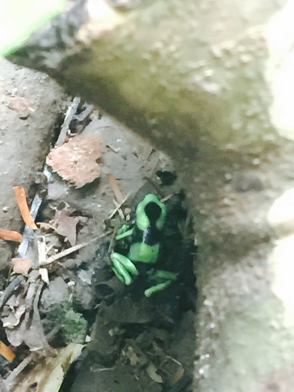Costa Rica - Sarapiquí - 
