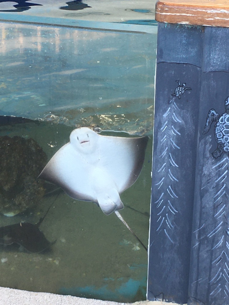 Australien - South Perth - Aquarium of Western Australia 