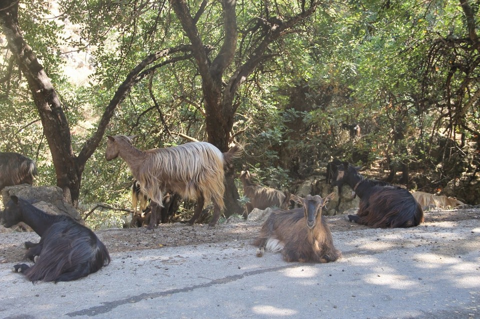 Greece - Theriso - 