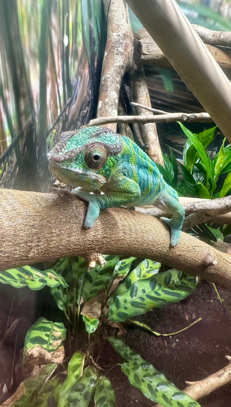 Vereinigte Staaten - Tampa - 