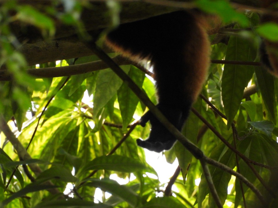 Schweiz - Zürich - Ja tatsächlich, da entspannt sich jemand auf einem Ast