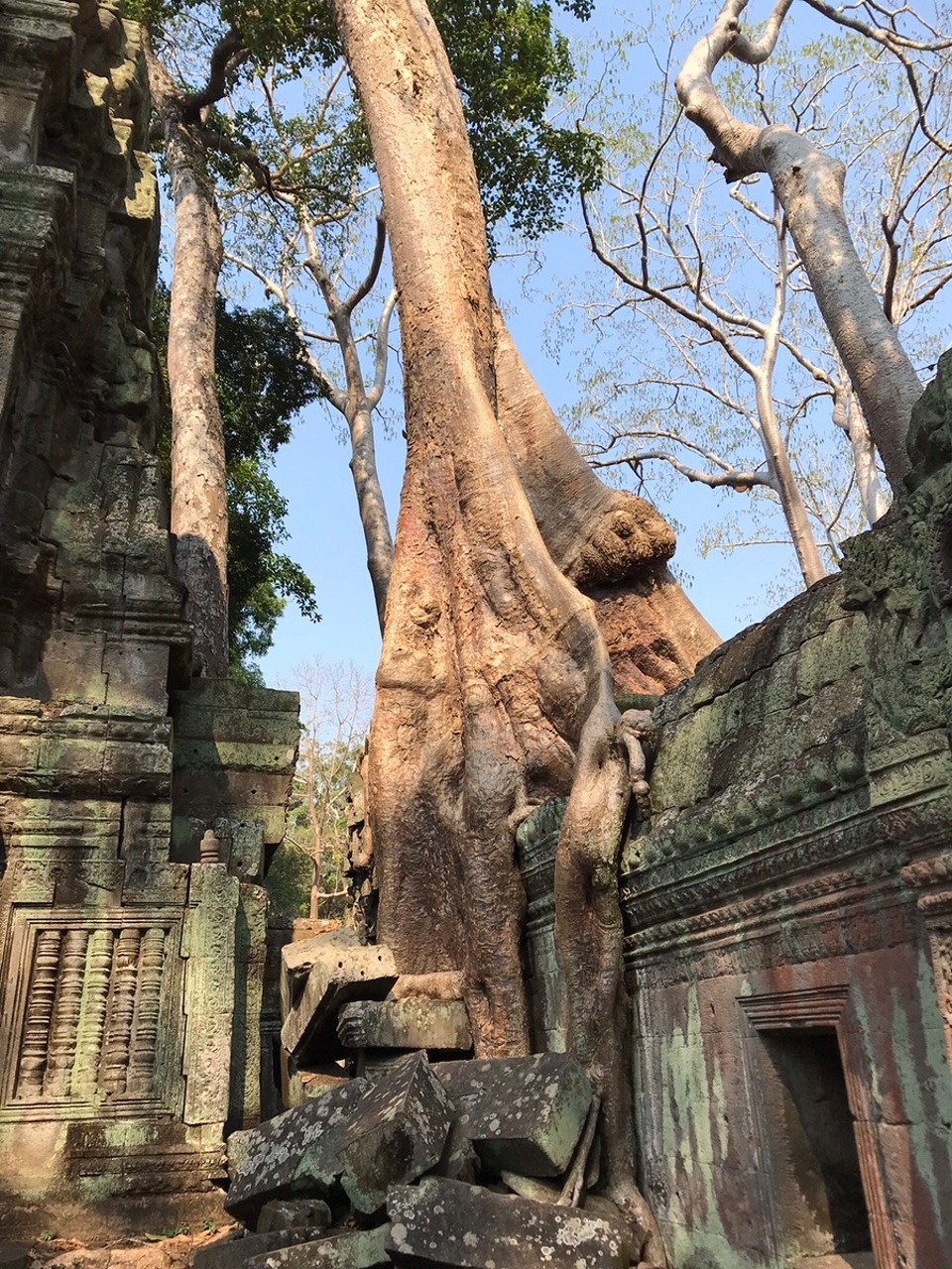Cambodia -  - Ta Prohm (aka Tomb Raider Monument)