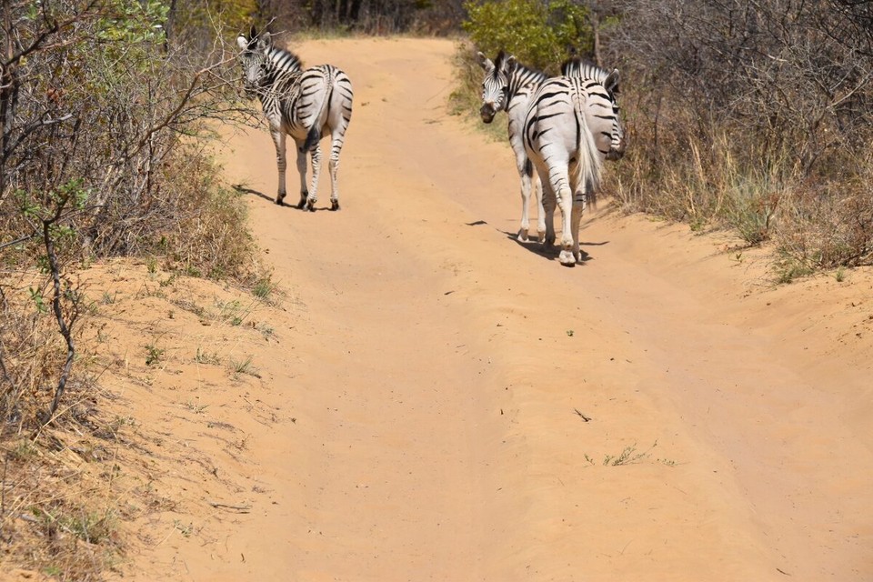Botsuana -  - Auf geht’s, etwa 25 Kilometer von Serowe in der Kalahari-Wüste liegt unser Zwischenstopp.