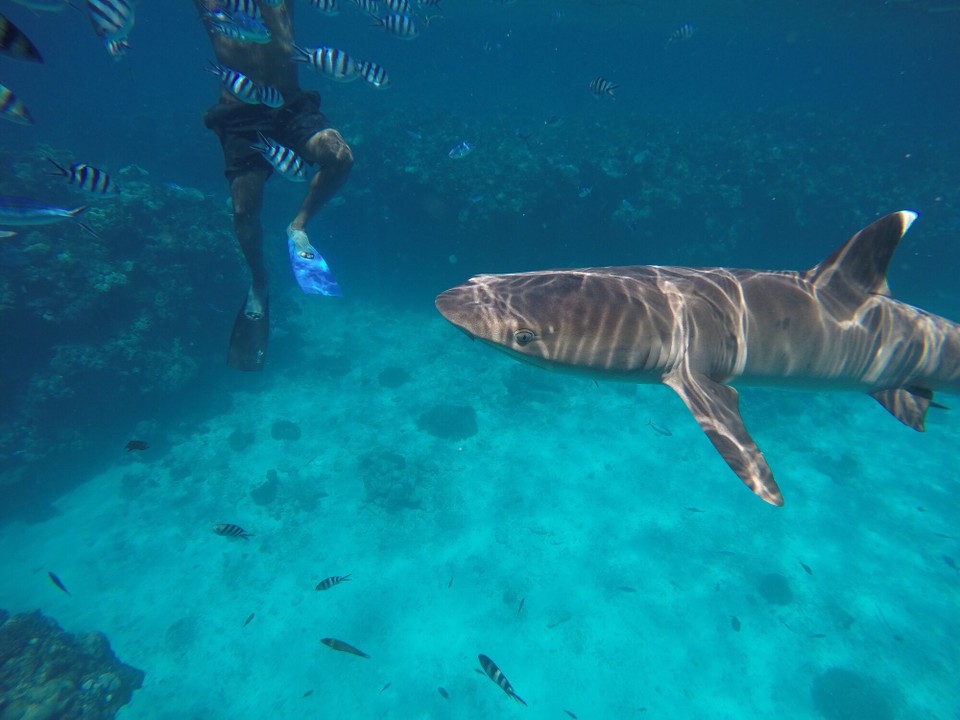  -  - Und dann das Tier für das wir alle ins Wasser gegangen sind - ein Weißspitzen-Riffhai 🤓😎