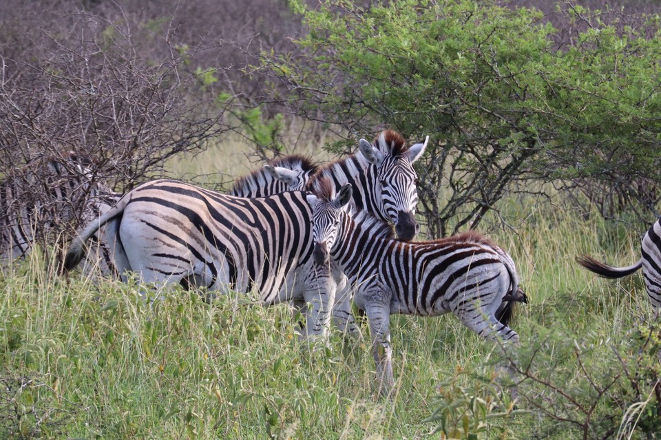 Südafrika - Durban - 