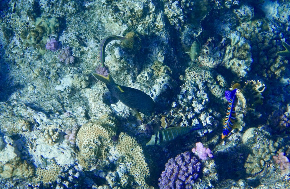 Ägypten - Quseir - Ok, dann bleiben wir bei den kleinen Fischen.