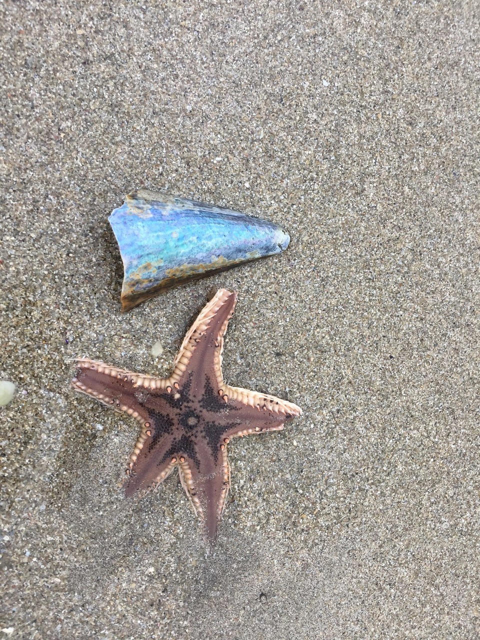 Neuseeland - Auckland - Entdeckt beim Joggen am Strand - Seestern und ein Stückchen Pauamuschel