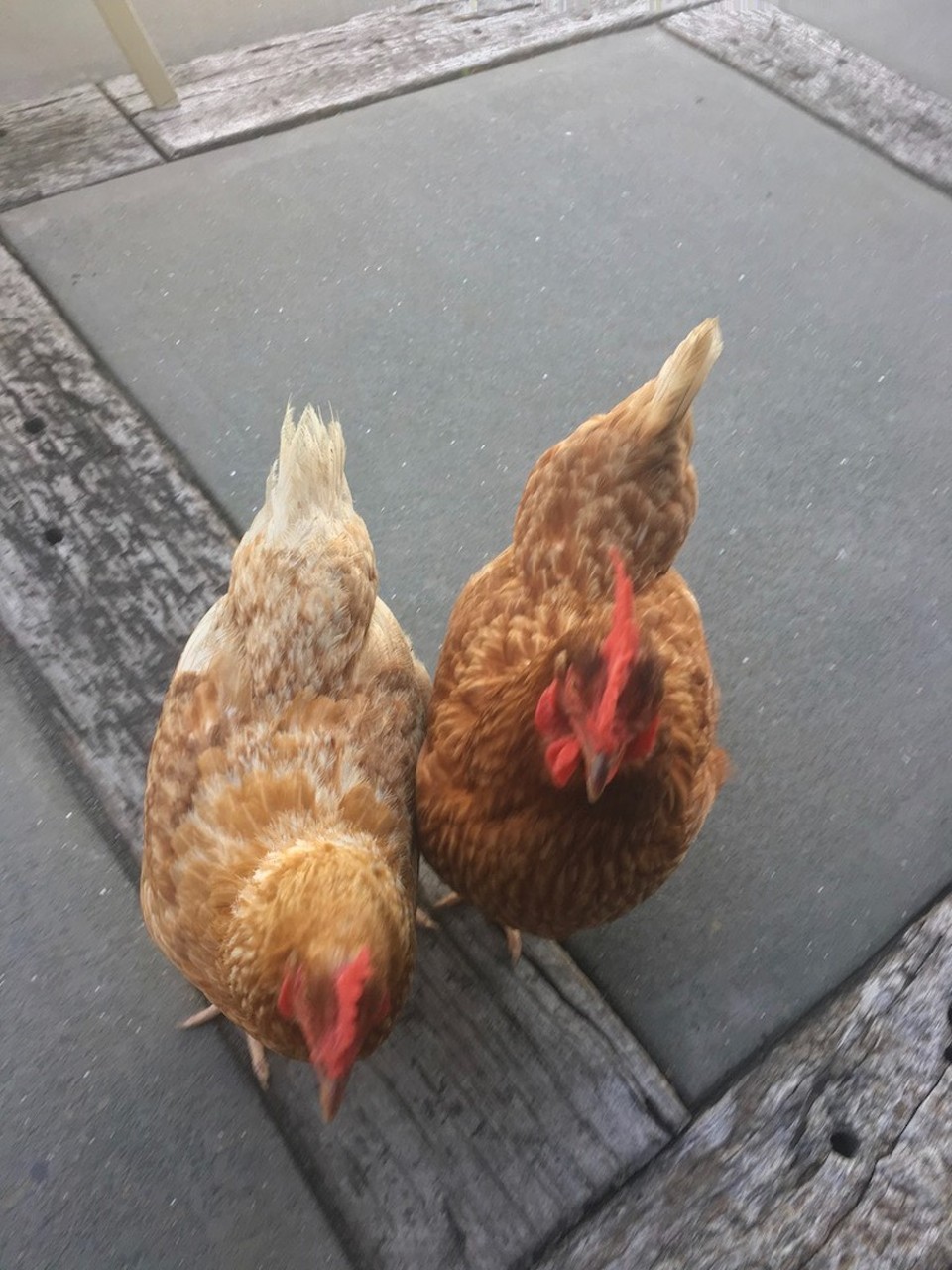 Neuseeland - Waipu - Besuch