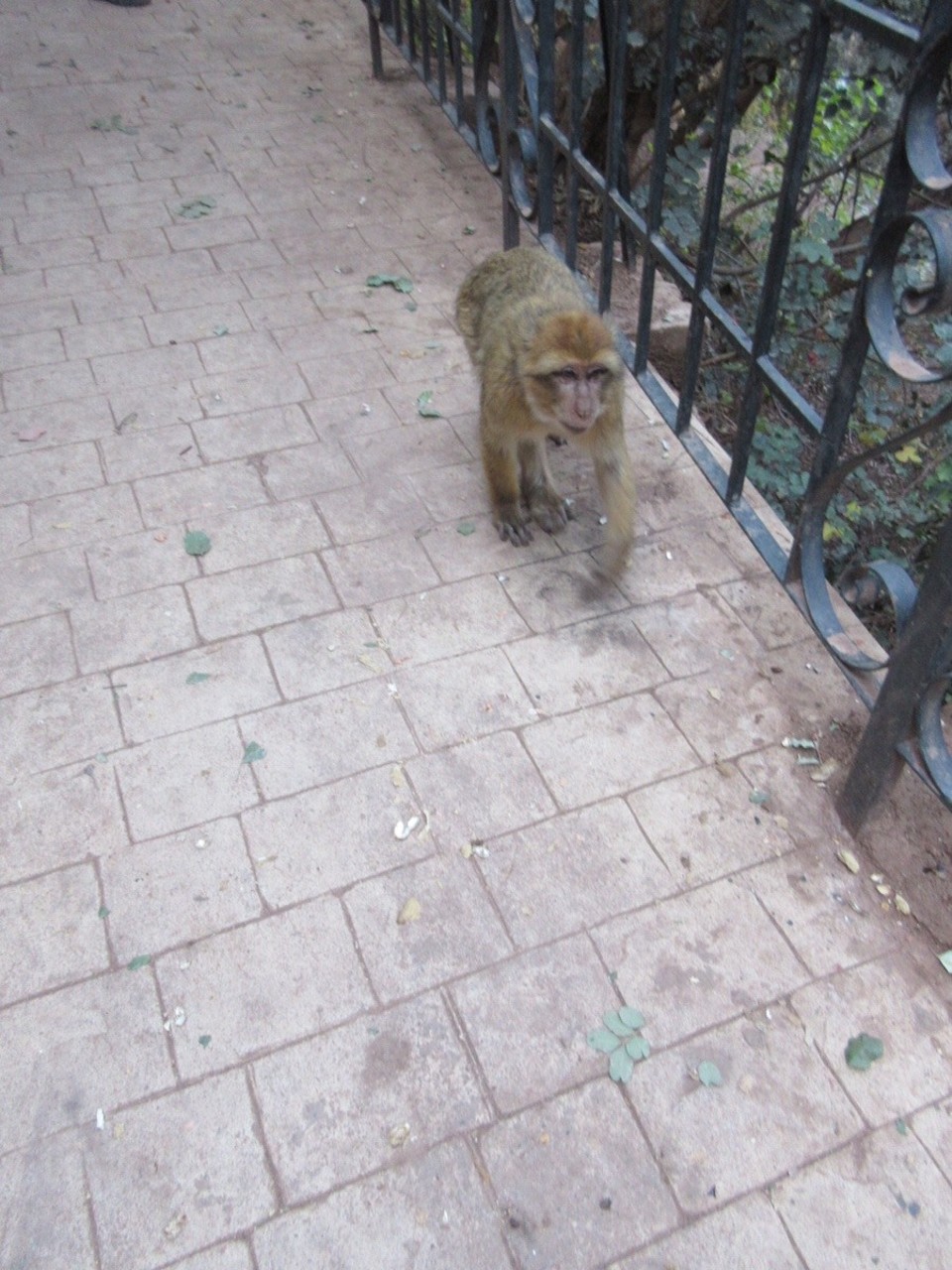Morocco - Marrakech - 