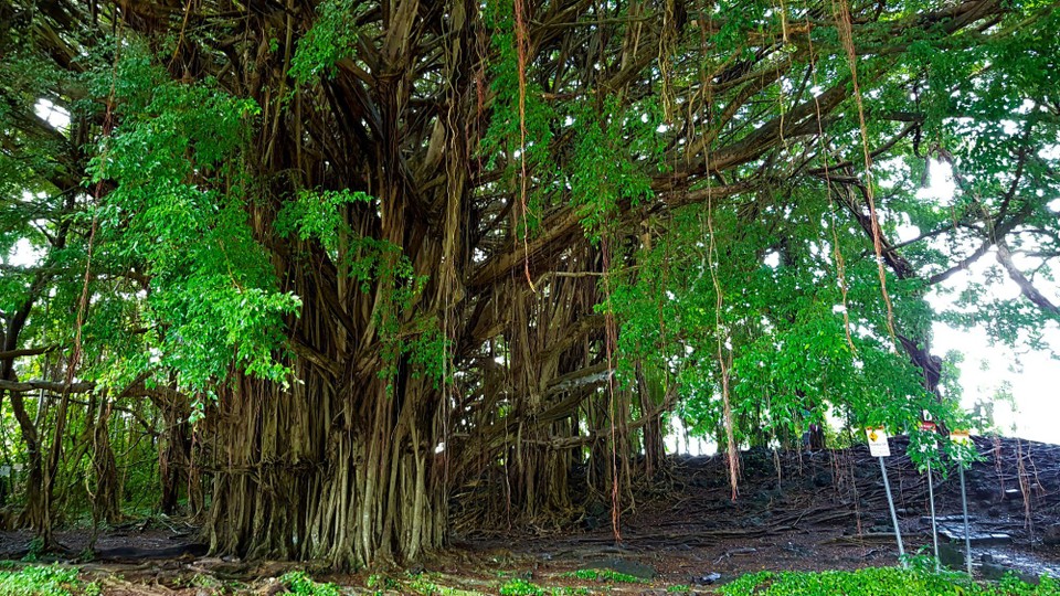 USA - Hilo - An diesen Baum muss James Cameron gedacht haben, als er auf Pandora den Baum der Seelen der Naˋvi erfunden hat