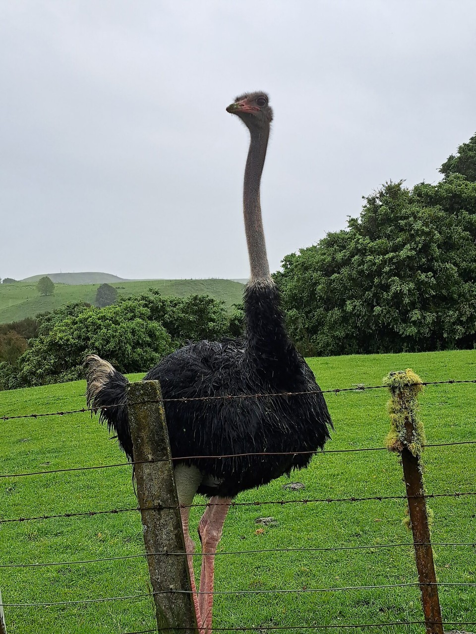 Neuseeland - Owhango - 