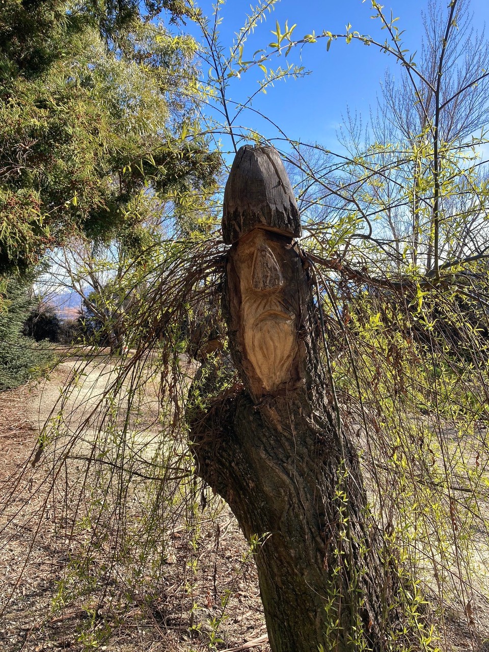 Neuseeland - Wanaka - Hurra hurra der Frühling ist da - der Baum(pilz) sieht nur nicht so sehr froh aus 🤔😂 ob es am Frühling liegt ist schwer zu sagen